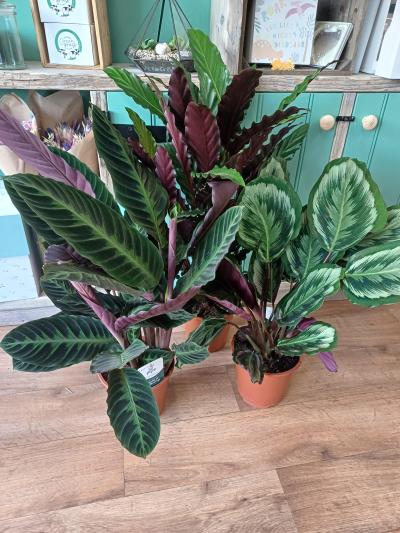 Large Plant - Large house plant, variety depends on availability and time of year. Not always as shown in photo.