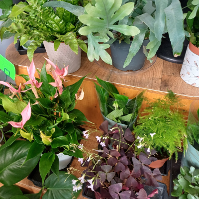 Medium House Plant - Medium house plant, variety depends on availability and time of year. Not always as shown in photo.